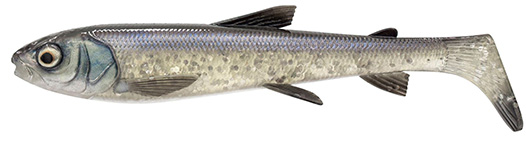 Whitefish